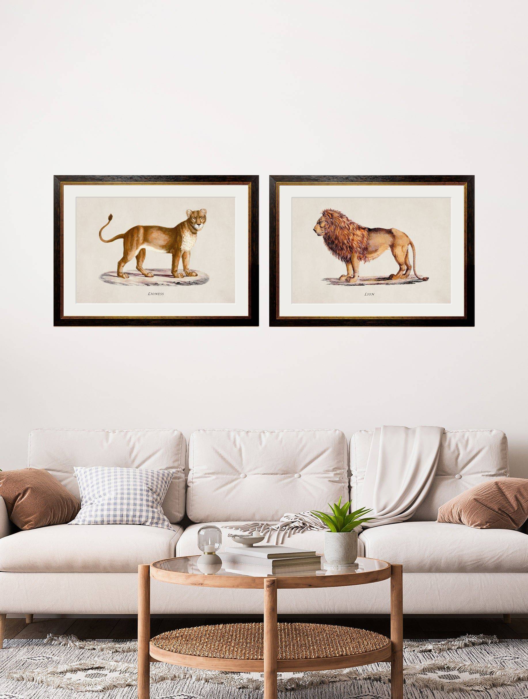 Buy c.1800s Lion & Lioness framed print UK