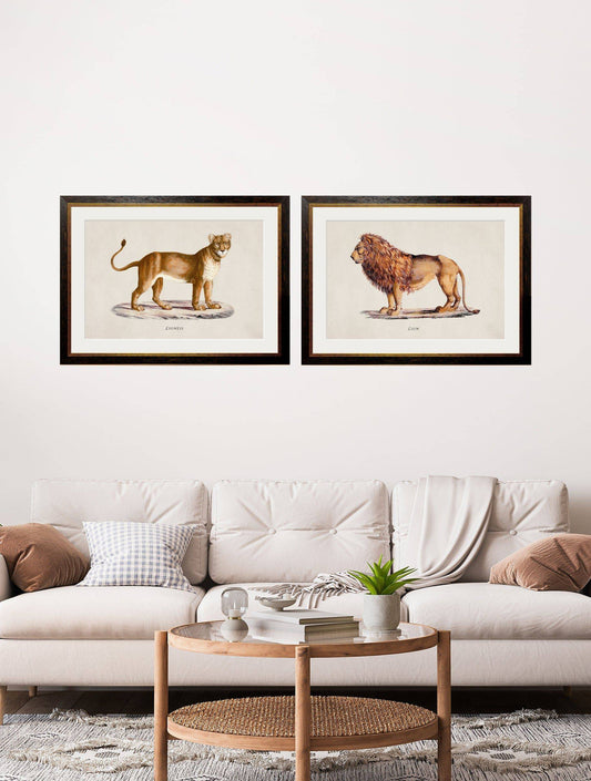 Buy c.1800s Lion & Lioness framed print UK