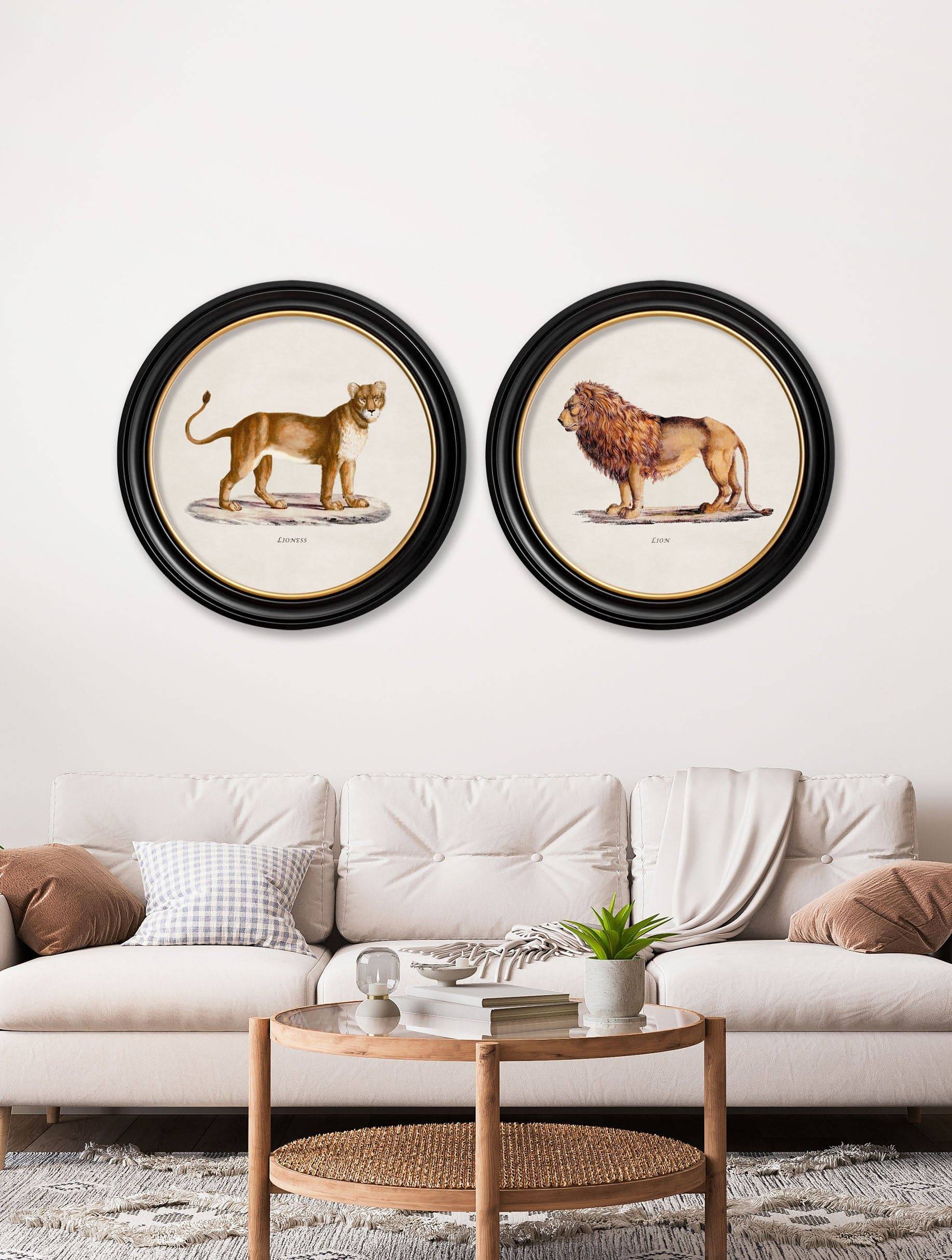 Buy c.1800s Lion and Lioness round framed prints UK Blythe Living
