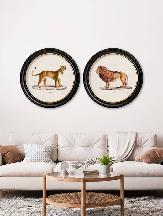 Buy c.1800s Lion and Lioness round framed prints UK Blythe Living
