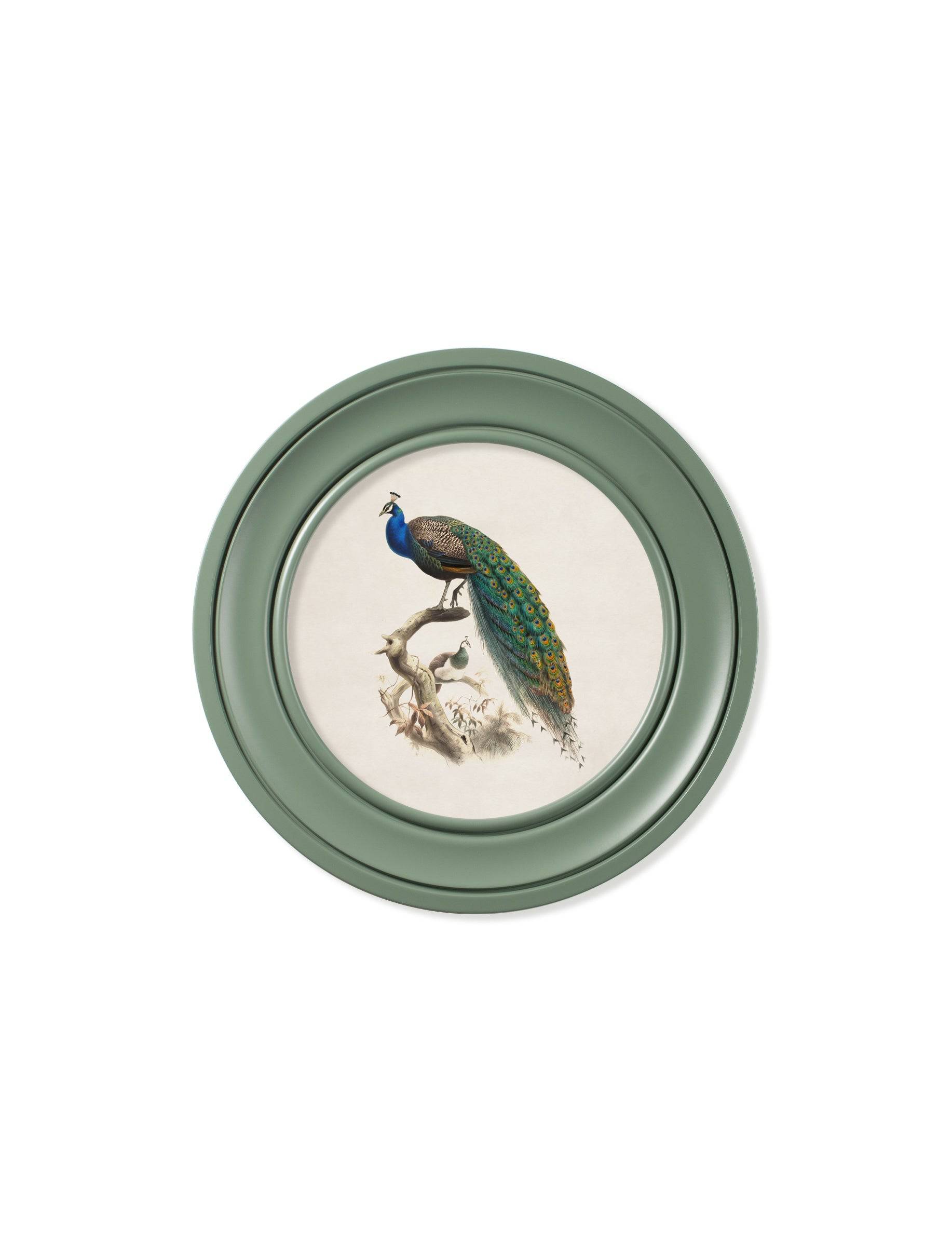 Buy c.1800s Peacock in Green Round Frame online UK
