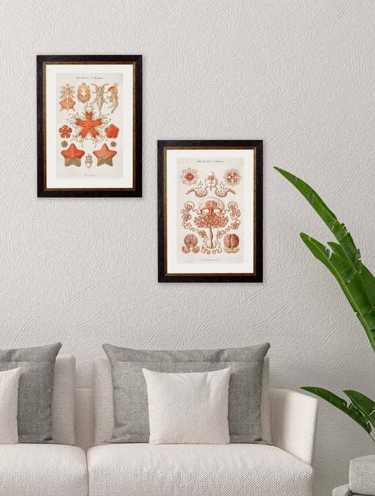Buy c.1804 Haeckel Jellyfish Illustration in Oxford Slim Sustainable Frame