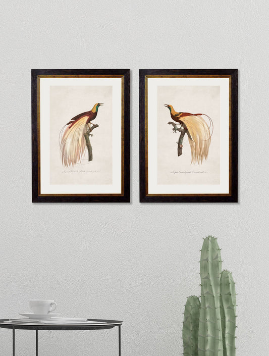 Buy c.1809 Bird of Paradise Illustration in Oxford Slim Sustainable Frame