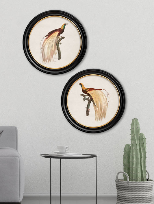 Buy c.1809 Birds of Paradise Illustration in Sustainable Wood Round Frame