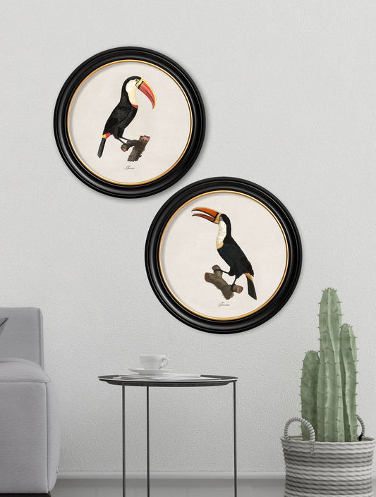 Buy c.1809 Toucan Illustration in Sustainable Wood Oxford Round Frame
