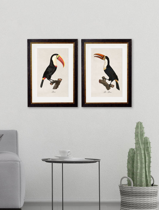 Buy c.1809 Toucan Illustration in Sustainable Wood Oxford Slim Frame