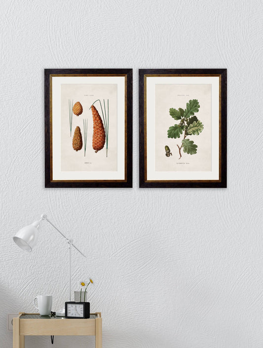 Buy c.1819 British Leaves & Pinecones Botanical Print in Sustainable Wood Frame