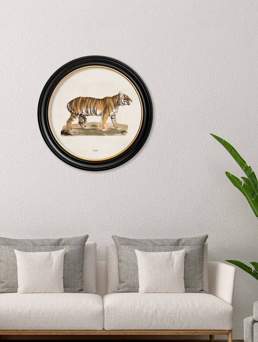 Buy c.1824 Tiger Round Frame vintage natural history art UK
