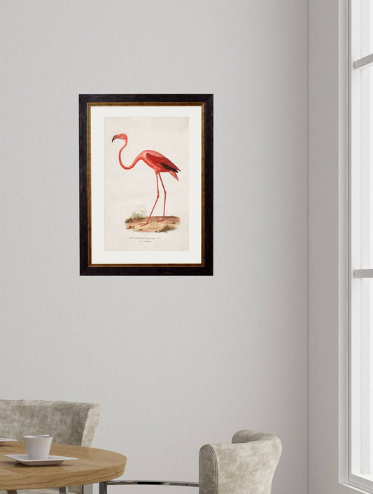 Buy c.1830 Flamingo Illustration in Sustainable Oxford Slim Wood Frame