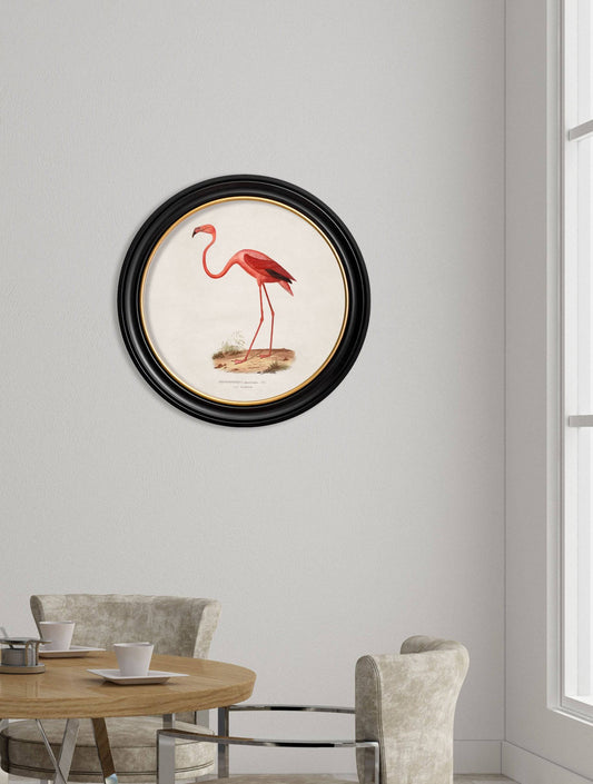 Buy c.1830 Flamingo Round Frame vintage framed print UK
