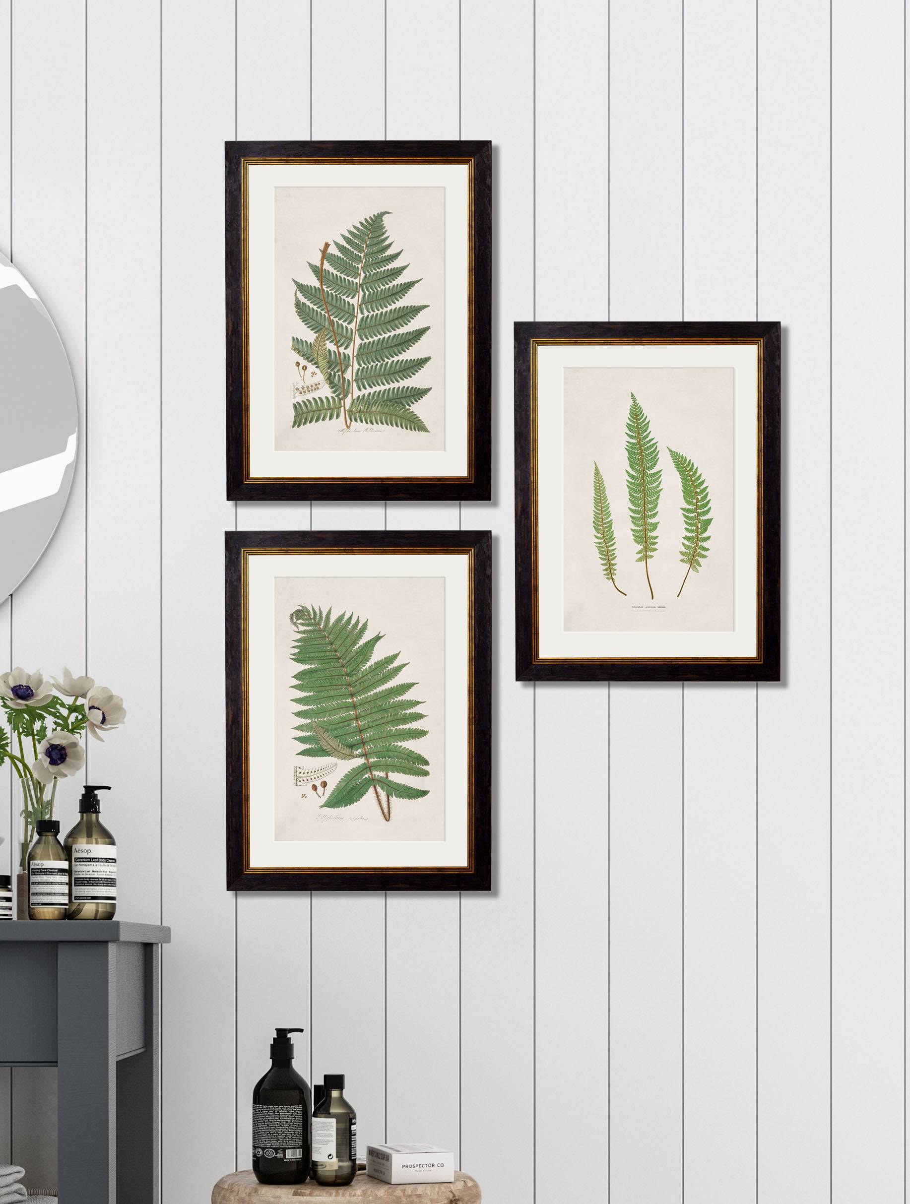 Buy c.1831 Australian Fern Illustration in Sustainable Wood Oxford Slim Frame