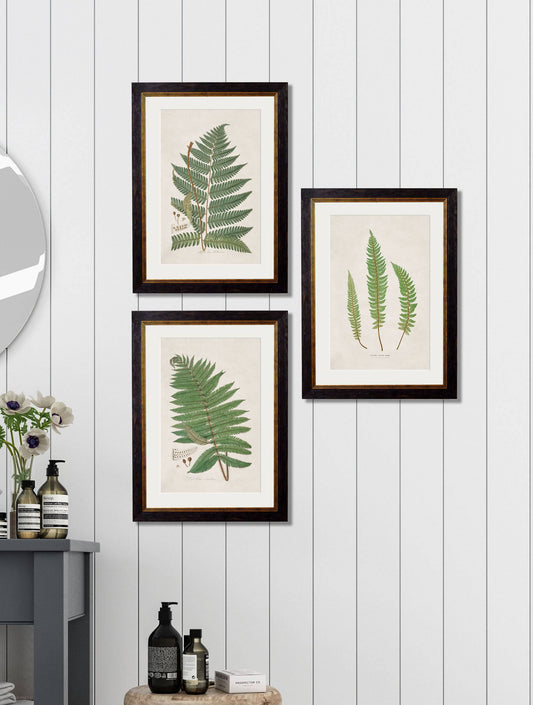 Buy c.1831 Australian Fern Illustration in Sustainable Wood Oxford Slim Frame