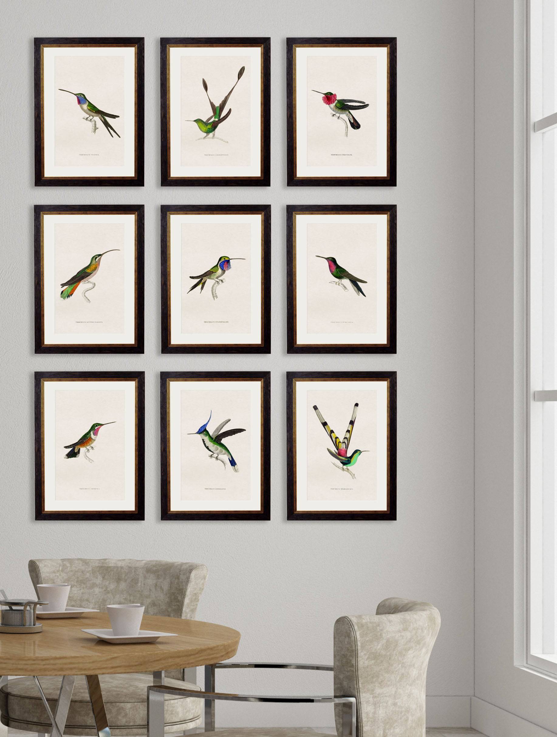 Buy c.1833 Trochilus Vesper Illustration in Oxford Slim Wood Frame