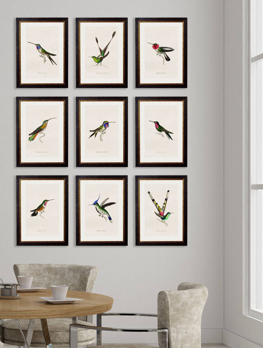 Buy c.1833 Trochilus Vesper Illustration in Oxford Slim Wood Frame