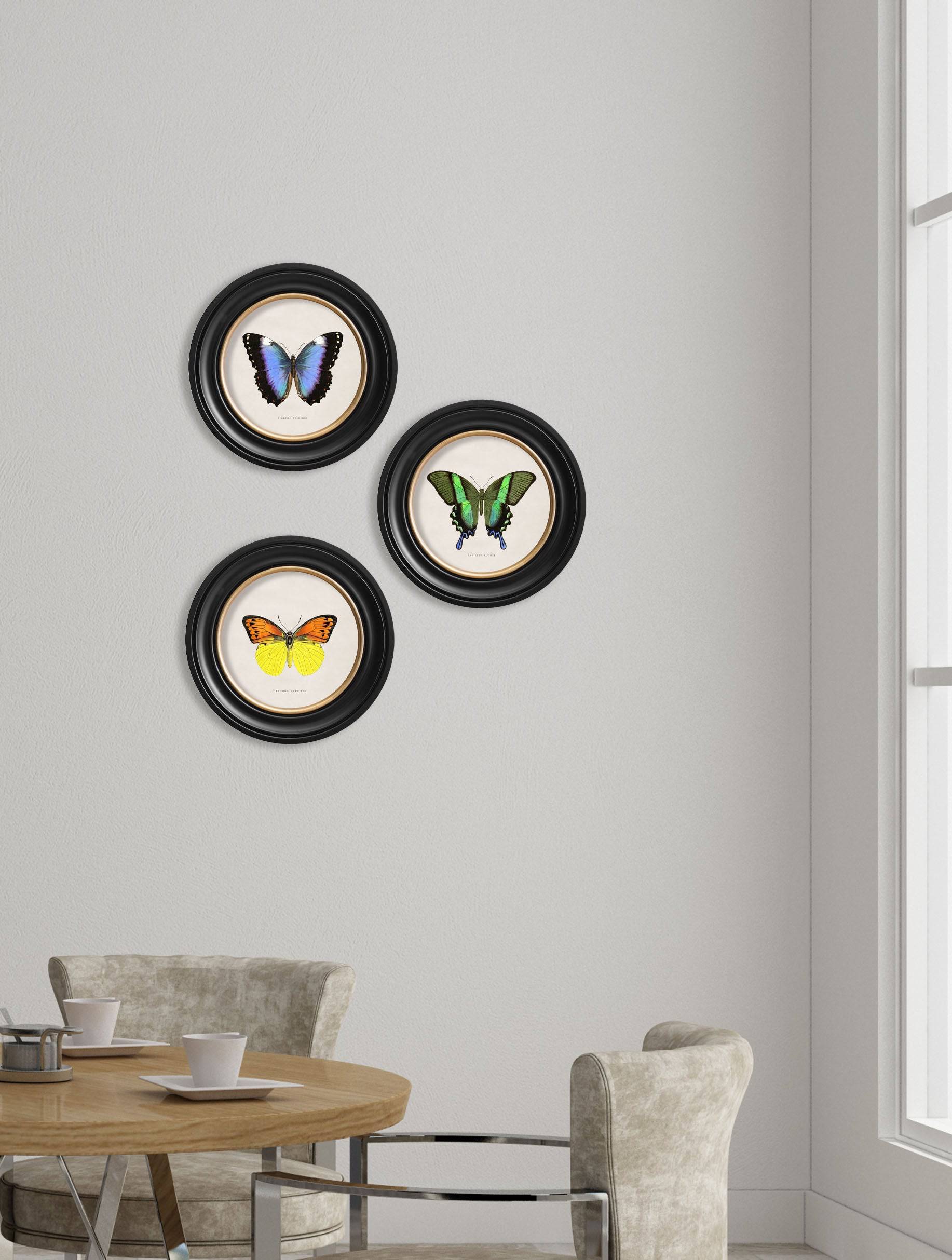 Buy c.1835 Blue Butterfly Illustration in Sustainable Oxford Round Frame