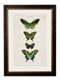 Buy c.1835 Naturalist Butterfly Illustration in Oxford Slim Frame