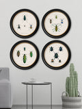 Buy c.1836 Beetle Plate 1 Illustration in Sustainable Oxford Round Frame