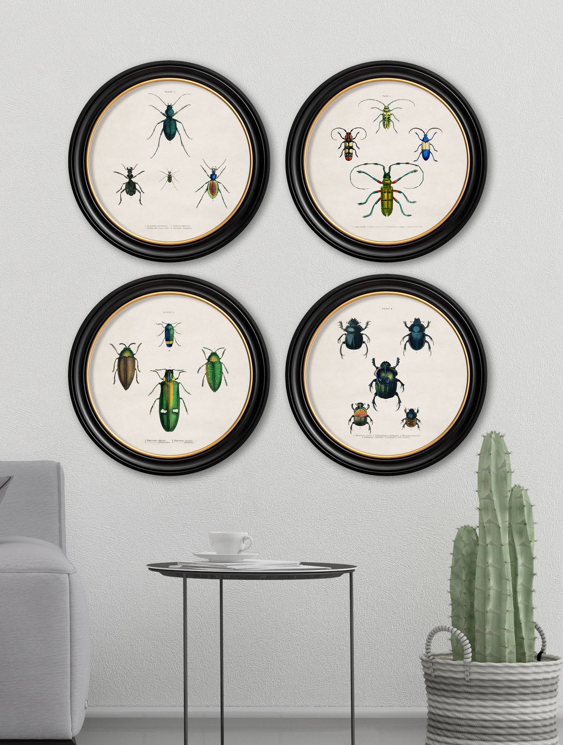 Buy c.1836 Beetle Plate 1 Illustration in Sustainable Oxford Round Frame