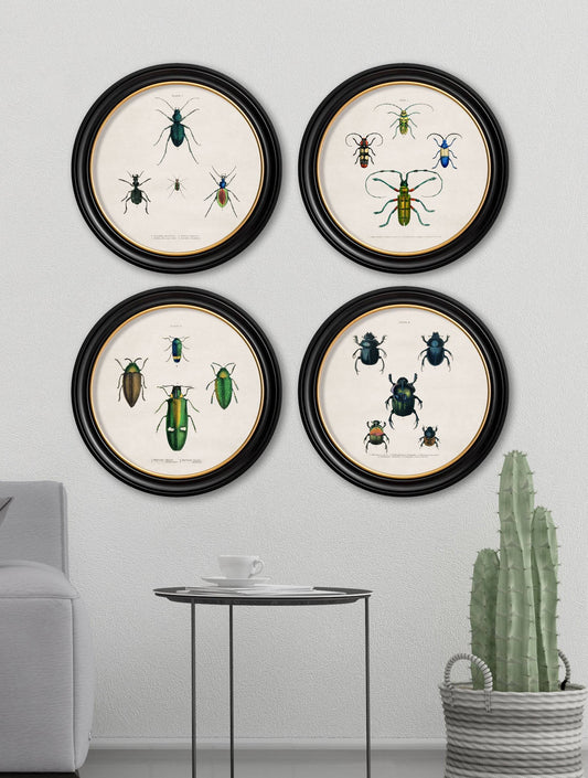 Buy c.1836 Beetle Plate 1 Illustration in Sustainable Oxford Round Frame