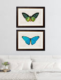 Buy c.1836 Blue Morpho Butterfly Illustration in Oxford Slim Sustainable Frame