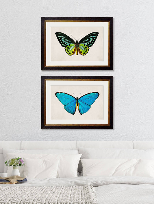 Buy c.1836 Blue Morpho Butterfly Illustration in Oxford Slim Sustainable Frame