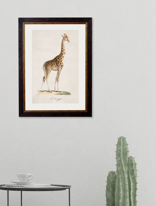 Buy c.1836 Giraffe unframed giclée fine art print UK
