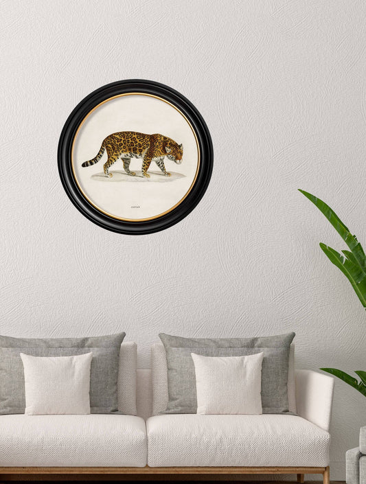 Buy c.1836 Jaguar Oxford round framed print UK