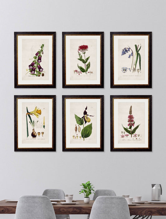 Buy c.1837 British Flower Prints in Sustainable Wood Oxford Frames