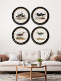 Buy c.1837's British Coastal Birds Round Frame print UK free delivery
