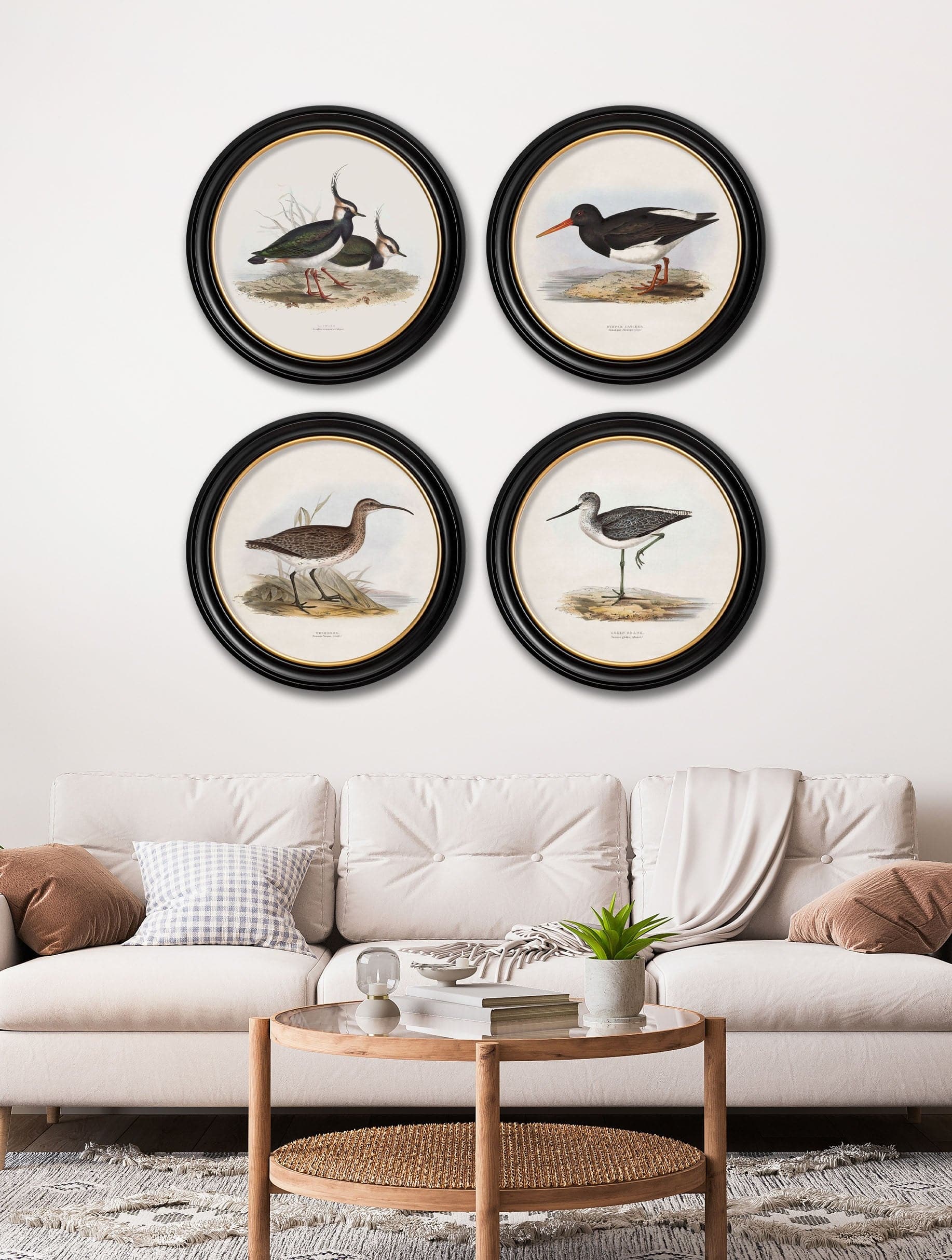Buy c.1837's British Coastal Birds Round Frame print UK free delivery
