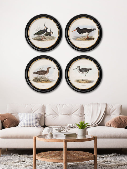Buy c.1837's British Coastal Birds Round Frame print UK free delivery
