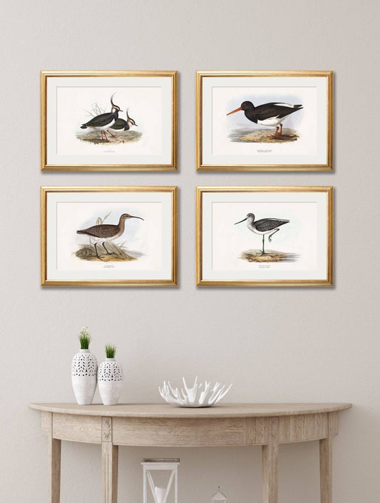Buy c.1837's British Coastal Birds framed print UK free delivery
