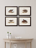 Buy c.1837's British Game Birds framed print UK free delivery
