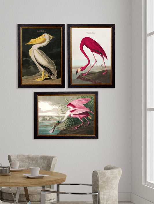 Buy c.1838 American White Pelican Illustration in Sustainable Wood Frame