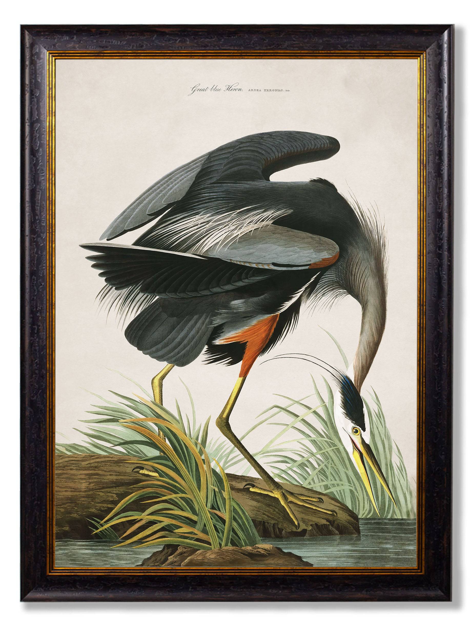 Buy c.1838 Audubon Great Blue Heron rectangular framed print UK