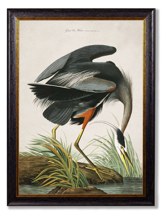 Buy c.1838 Audubon Great Blue Heron rectangular framed print UK