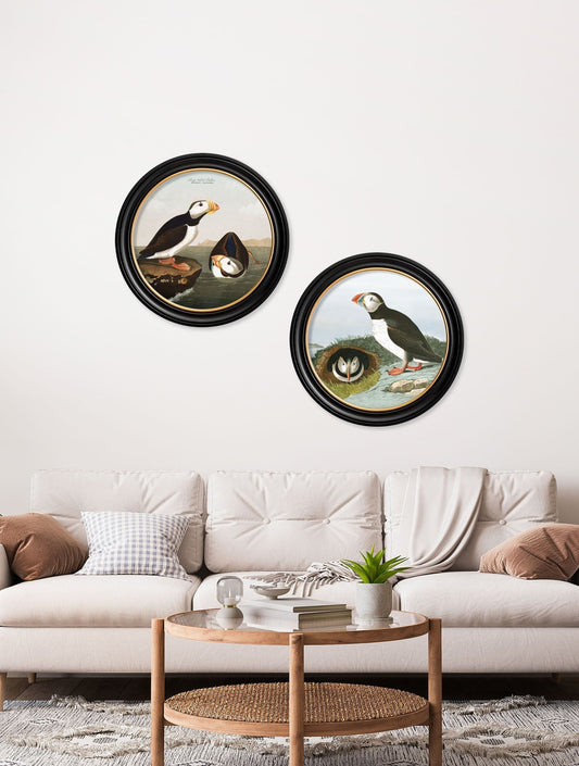 Buy c.1838 Audubon Puffin Illustration in Sustainable Oxford Round Frame