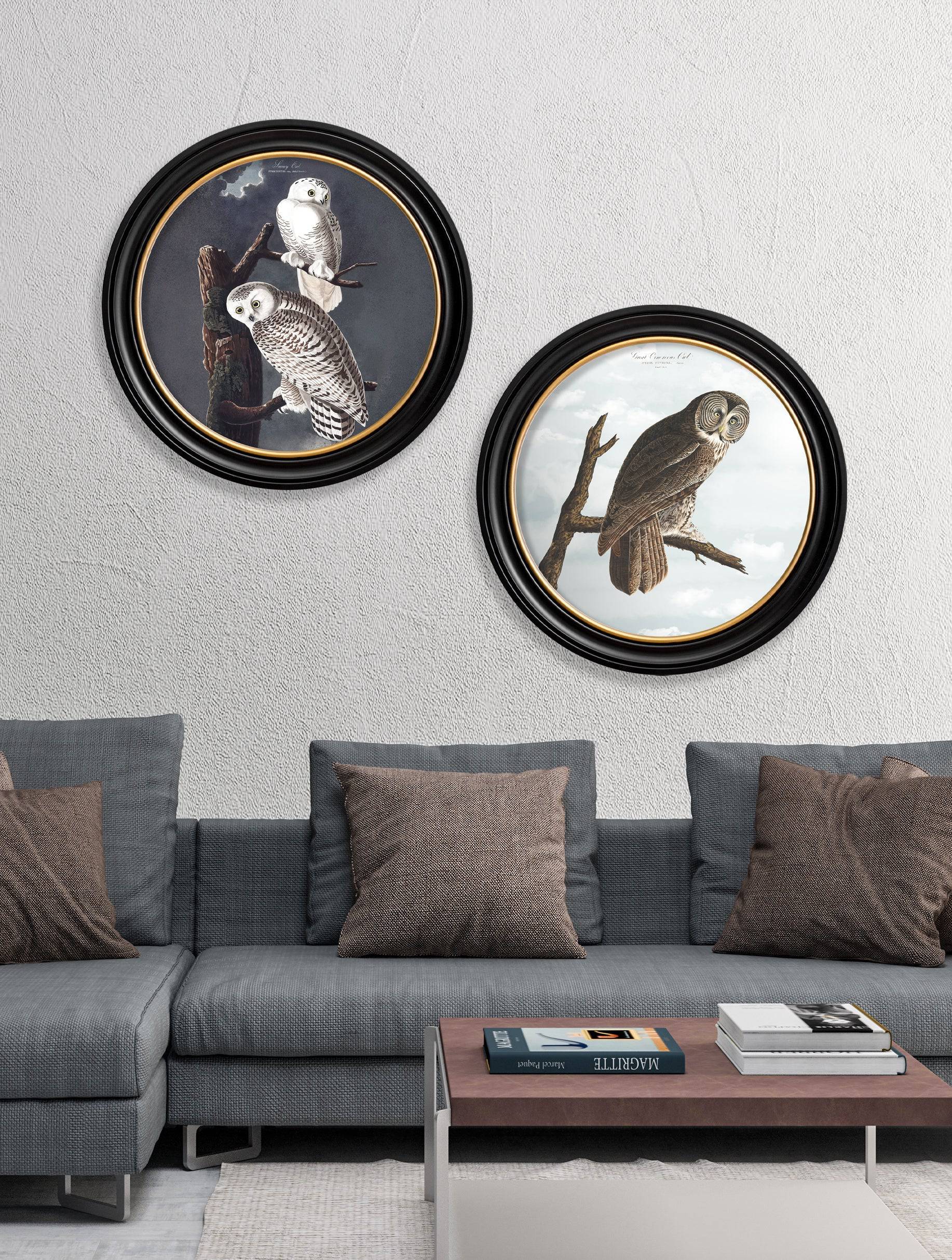 Buy c.1838 Audubon Snowy Owl Illustration in Sustainable Oxford Round Frame