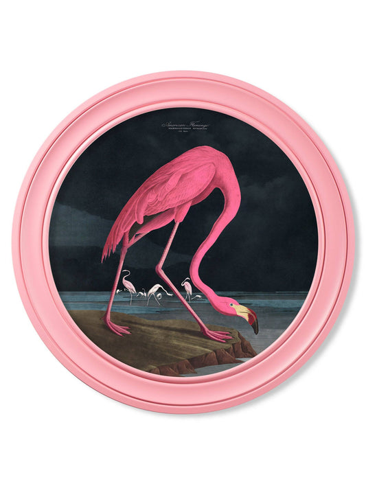 Buy c.1838 Audubon's Flamingo Dark Round Frame Pink wall art UK
