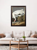 Buy c.1838 Audubon's Hooping Crane framed print UK

