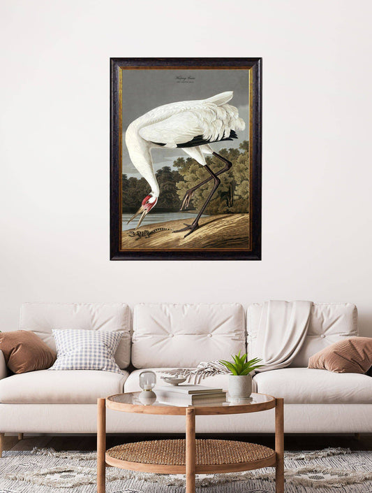 Buy c.1838 Audubon's Hooping Crane framed print UK
