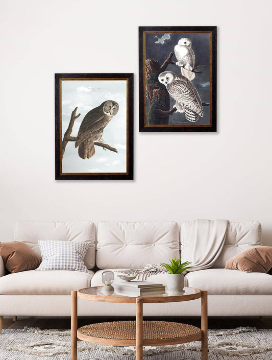 Buy c.1838 Audubon's Owls British Made Prints in Sustainable Wood Frames