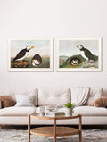 Buy c.1838 Audubon's Puffins framed print UK
