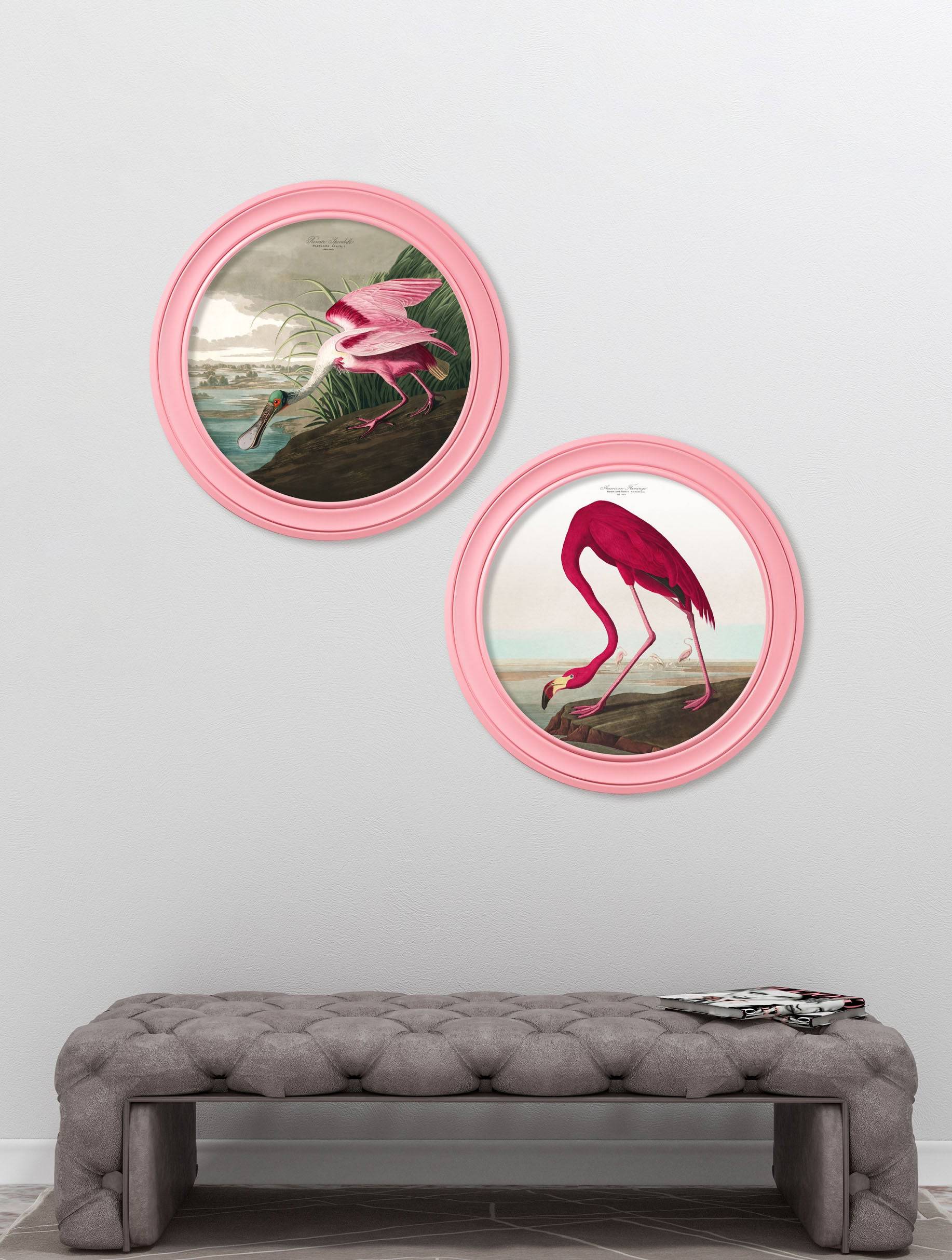 Buy c.1838 Audubon's Spoonbill in Pink Frame framed print UK
