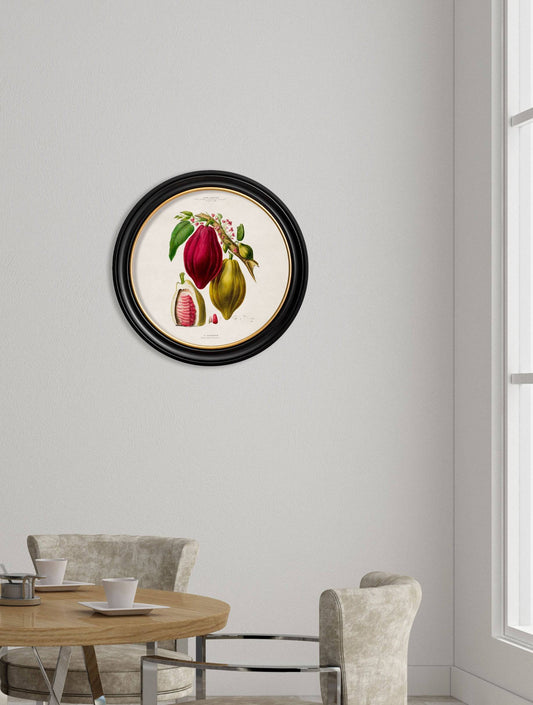 Buy c.1843 Chocolate Plant Round Frame botanical print UK
