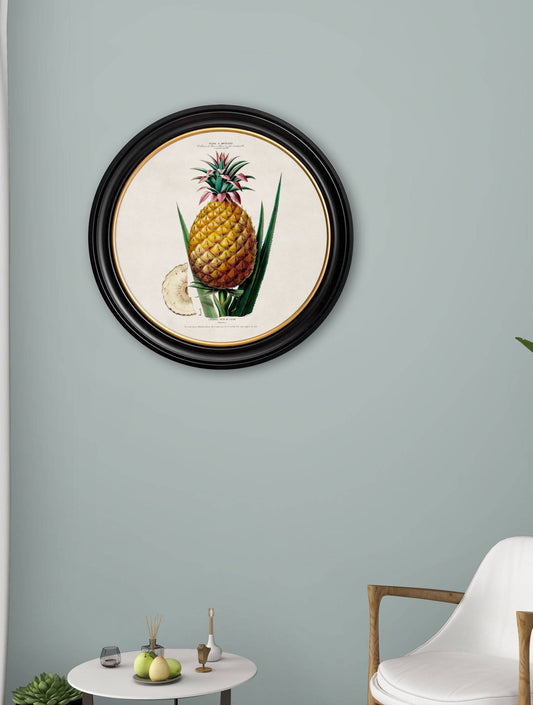 Buy c.1843 Pineapple Illustration in Custom Sustainable Wood Round Frame
