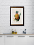 Buy c.1843 Pineapple Plant Illustration in Sustainable Wood Oxford Frame