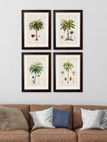 Buy c.1843 South American Palm Illustration in Sustainable Wood Oxford Slim Frame
