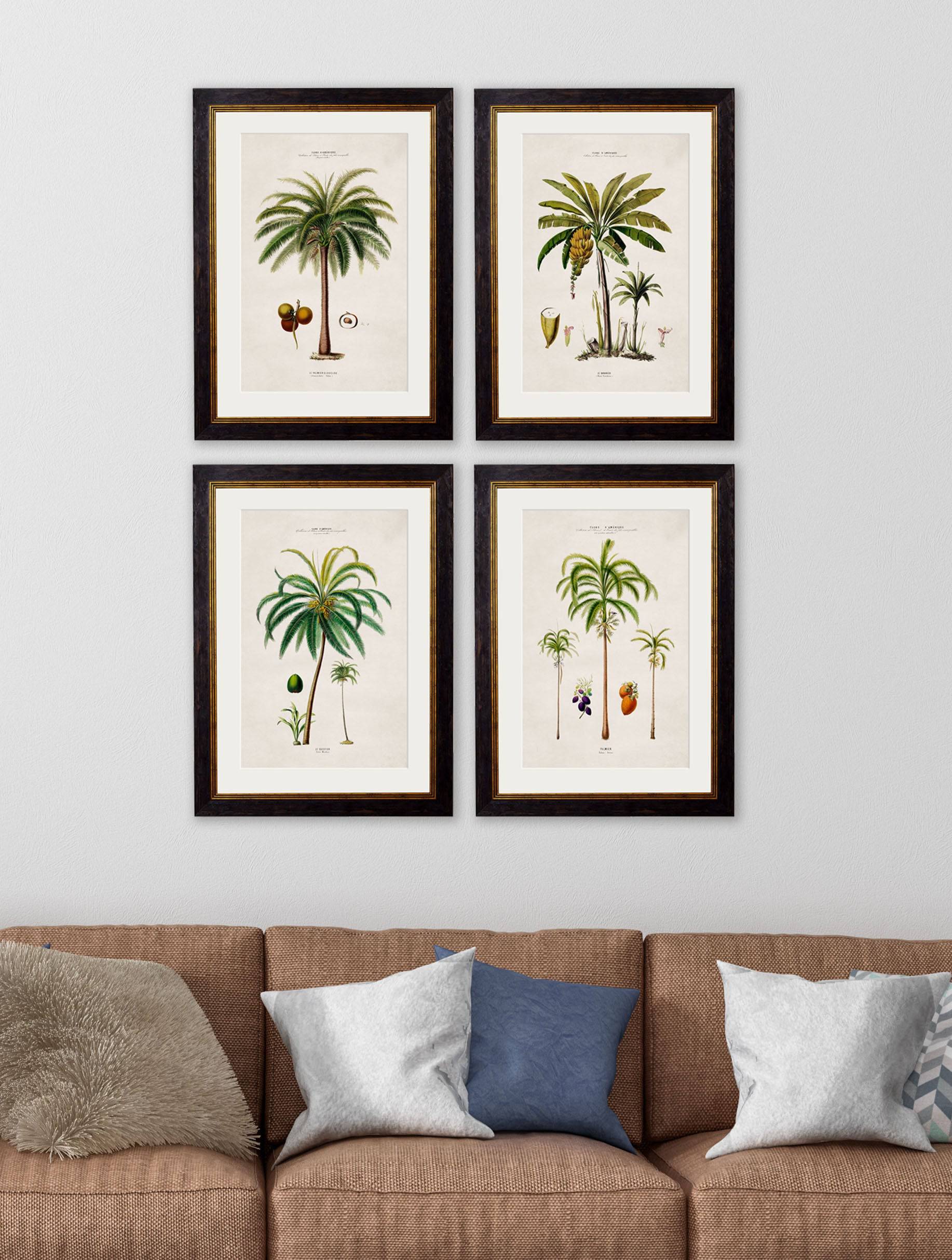 Buy c.1843 South American Palm Illustration in Sustainable Wood Oxford Slim Frame