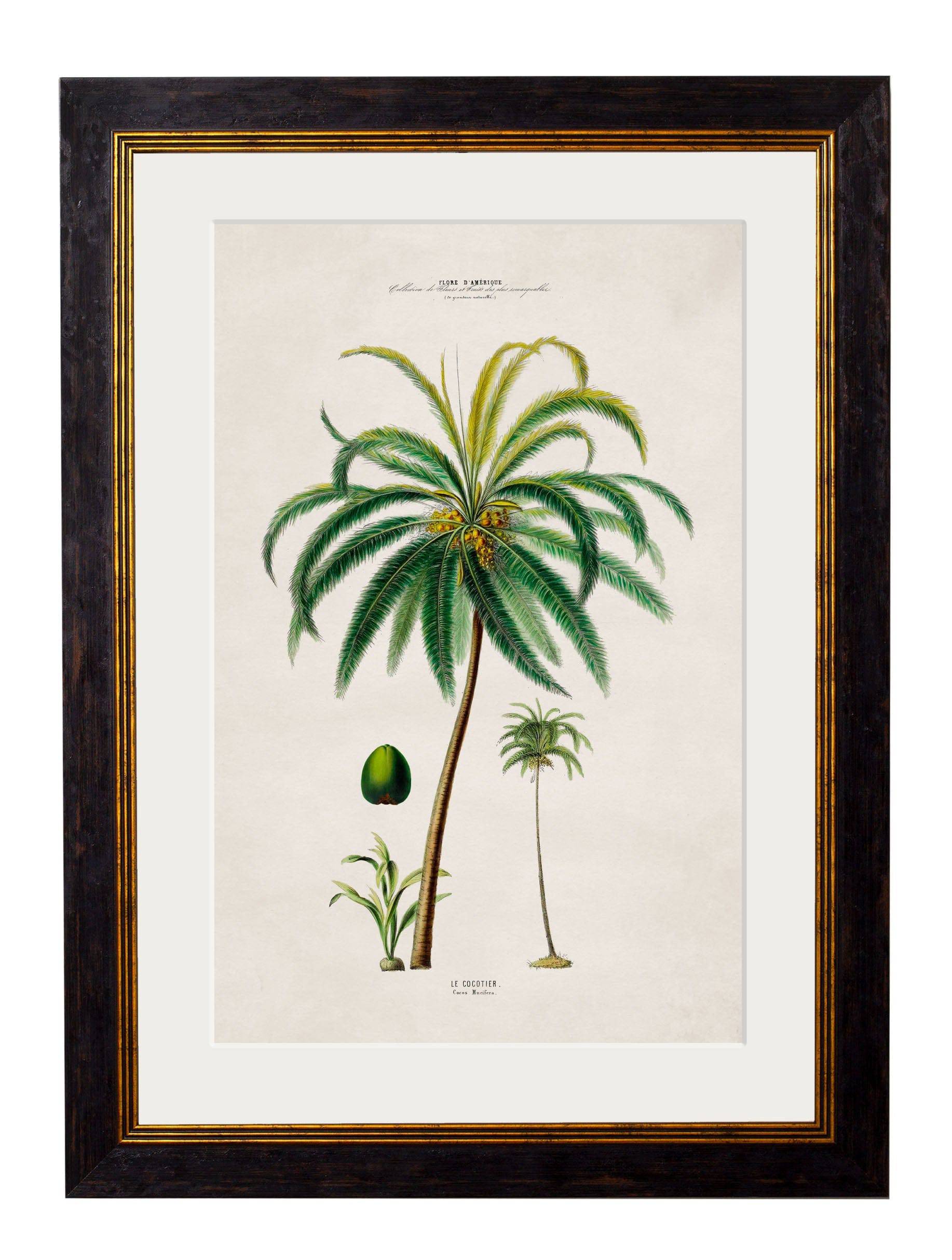 Buy c.1843 Studies of South American Palm Trees - Blythe Living